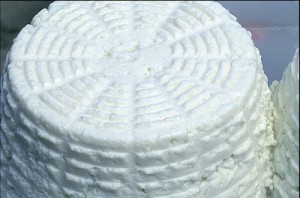 ricotta laticauda