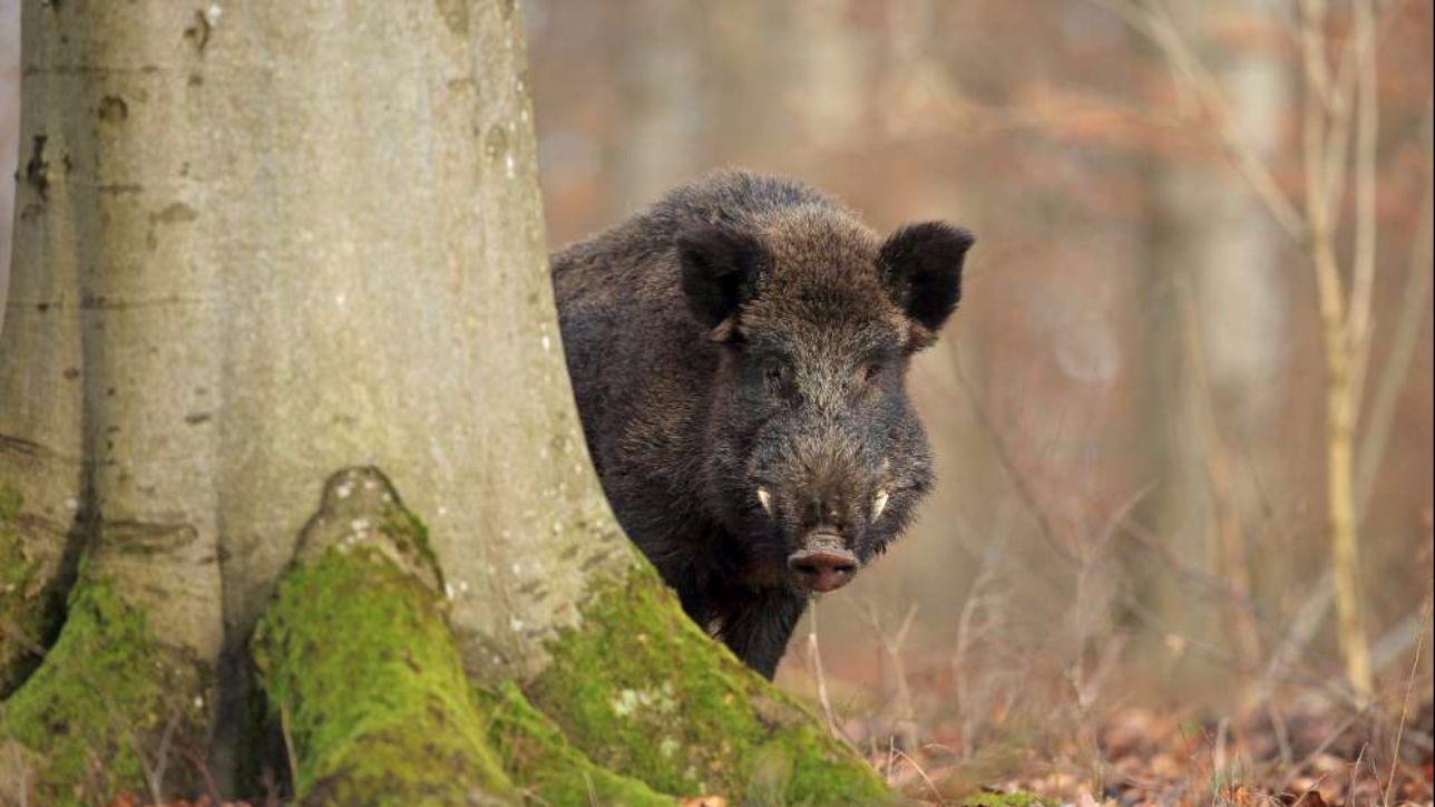 Danni Provocati da Fauna Selvatica